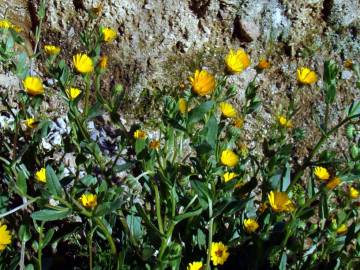 Fotografia da espécie Calendula arvensis