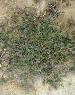 Fotografia 6 da espécie Astragalus echinatus no Jardim Botânico UTAD