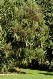 Fotografia da espécie Cordyline australis