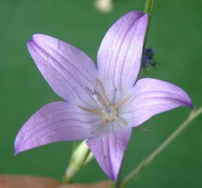 Fotografia da espécie Campanula rapunculus