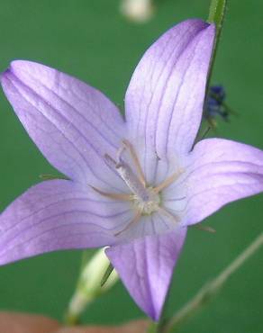 Fotografia 5 da espécie Campanula rapunculus no Jardim Botânico UTAD