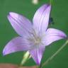 Fotografia 5 da espécie Campanula rapunculus do Jardim Botânico UTAD