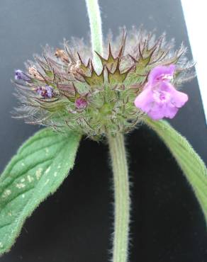 Fotografia 7 da espécie Clinopodium vulgare no Jardim Botânico UTAD