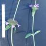 Fotografia 9 da espécie Clinopodium vulgare do Jardim Botânico UTAD
