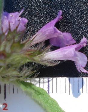 Fotografia 10 da espécie Clinopodium vulgare no Jardim Botânico UTAD