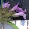 Fotografia 10 da espécie Clinopodium vulgare do Jardim Botânico UTAD