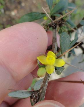 Fotografia 7 da espécie Berberis thunbergii var. atropurpurea no Jardim Botânico UTAD