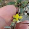 Fotografia 7 da espécie Berberis thunbergii var. atropurpurea do Jardim Botânico UTAD