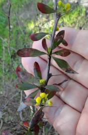 Fotografia da espécie Berberis thunbergii var. atropurpurea