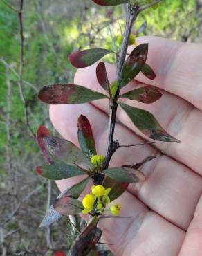 Fotografia 8 da espécie Berberis thunbergii var. atropurpurea no Jardim Botânico UTAD