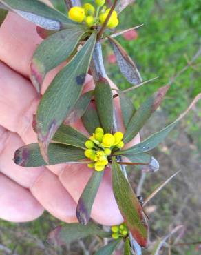 Fotografia 9 da espécie Berberis thunbergii var. atropurpurea no Jardim Botânico UTAD