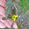 Fotografia 9 da espécie Berberis thunbergii var. atropurpurea do Jardim Botânico UTAD