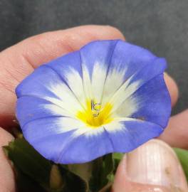 Fotografia da espécie Convolvulus tricolor subesp. tricolor