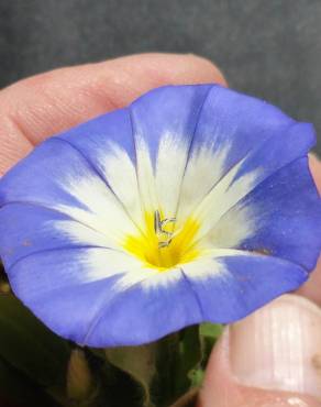 Fotografia 4 da espécie Convolvulus tricolor subesp. tricolor no Jardim Botânico UTAD