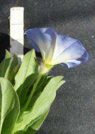 Fotografia da espécie Convolvulus tricolor subesp. tricolor