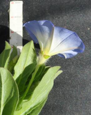 Fotografia 5 da espécie Convolvulus tricolor subesp. tricolor no Jardim Botânico UTAD