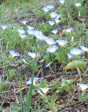 Fotografia 7 da espécie Convolvulus tricolor subesp. tricolor no Jardim Botânico UTAD