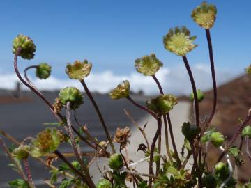 Fotografia da espécie Cotula australis