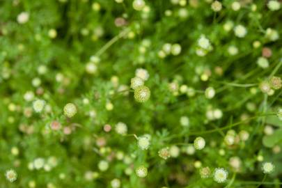 Fotografia da espécie Cotula australis