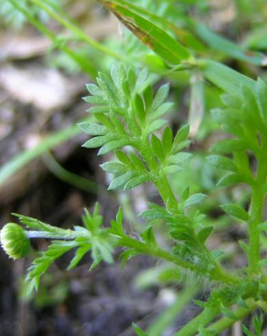 Fotografia de capa Cotula australis - do Jardim Botânico