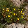 Fotografia 3 da espécie Cotula coronopifolia do Jardim Botânico UTAD