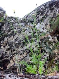 Fotografia da espécie Centaurea ornata