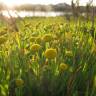 Fotografia 6 da espécie Cotula coronopifolia do Jardim Botânico UTAD