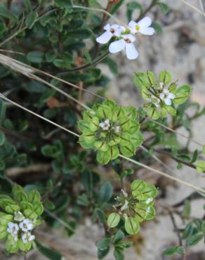 Fotografia 6 da espécie Iberis procumbens subesp. procumbens no Jardim Botânico UTAD