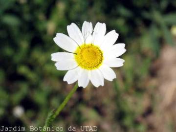 Fotografia da espécie Chamaemelum mixtum