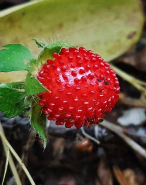 Fotografia 1 da espécie Duchesnea indica no Jardim Botânico UTAD