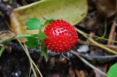 Fotografia da espécie Duchesnea indica