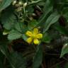 Fotografia 3 da espécie Duchesnea indica do Jardim Botânico UTAD