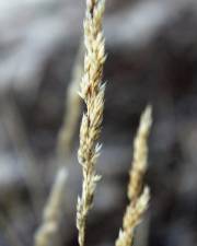 Fotografia da espécie Corynephorus canescens