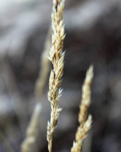 Fotografia de capa Corynephorus canescens - do Jardim Botânico