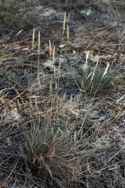 Fotografia da espécie Corynephorus canescens