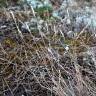 Fotografia 5 da espécie Corynephorus canescens do Jardim Botânico UTAD