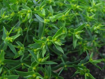 Fotografia da espécie Euphorbia exigua subesp. exigua