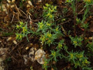 Fotografia da espécie Euphorbia exigua subesp. exigua