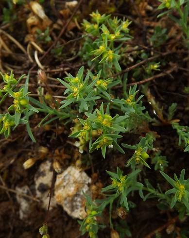 Fotografia de capa Euphorbia exigua subesp. exigua - do Jardim Botânico