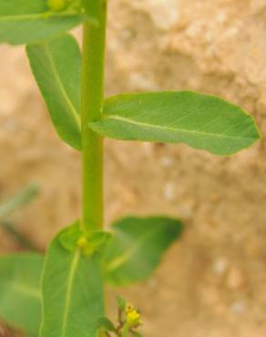 Fotografia 2 da espécie Euphorbia hirsuta no Jardim Botânico UTAD