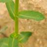 Fotografia 2 da espécie Euphorbia hirsuta do Jardim Botânico UTAD