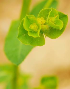 Fotografia 1 da espécie Euphorbia hirsuta no Jardim Botânico UTAD