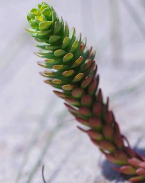 Fotografia 5 da espécie Euphorbia paralias no Jardim Botânico UTAD