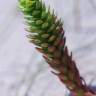 Fotografia 5 da espécie Euphorbia paralias do Jardim Botânico UTAD