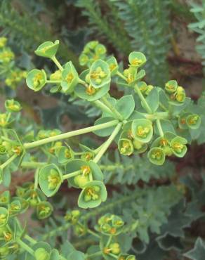 Fotografia 1 da espécie Euphorbia paralias no Jardim Botânico UTAD