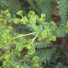 Fotografia 1 da espécie Euphorbia paralias do Jardim Botânico UTAD