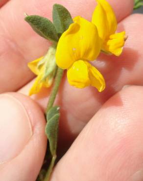 Fotografia 2 da espécie Coronilla repanda subesp. repanda no Jardim Botânico UTAD