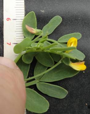 Fotografia 3 da espécie Coronilla repanda subesp. repanda no Jardim Botânico UTAD