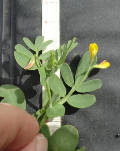 Fotografia de capa Coronilla repanda subesp. repanda - do Jardim Botânico