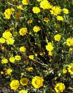 Fotografia 3 da espécie Coleostephus myconis no Jardim Botânico UTAD